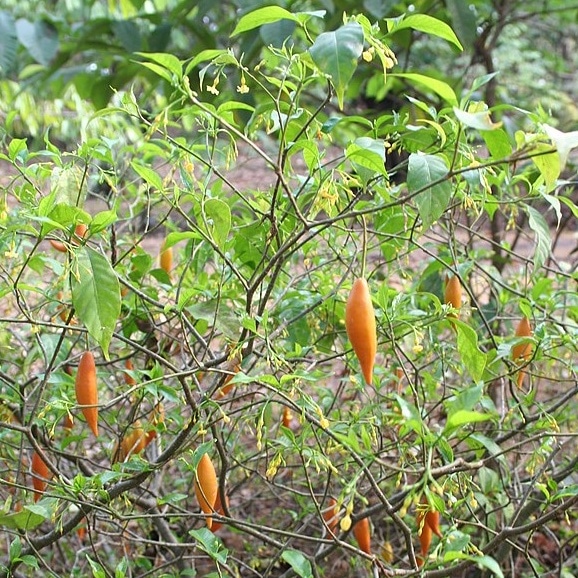 Iboga For Sale